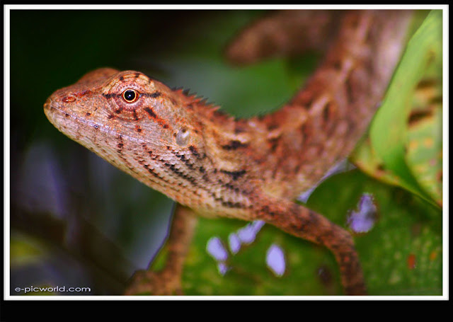 Lizard picture