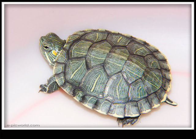 small tortoise picture