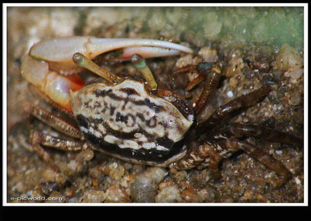 crab picture