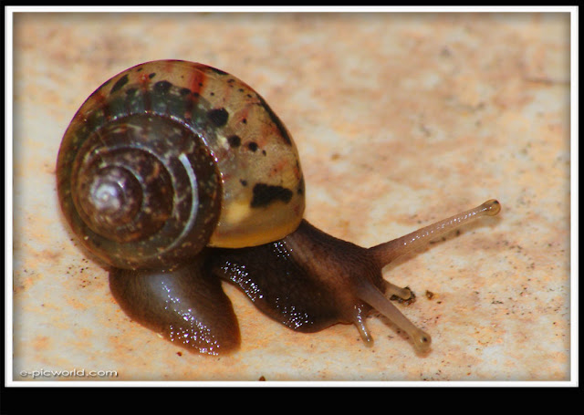 snail picture