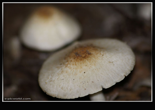 Mushrooms and fungi photo