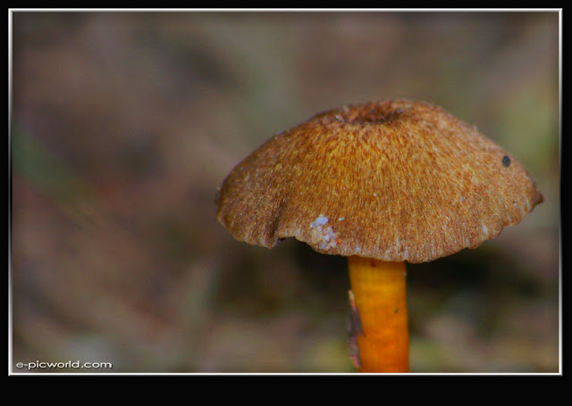 Mushrooms and fungi photo