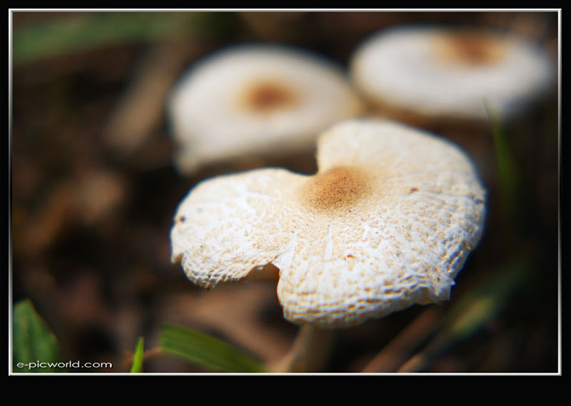 Mushrooms and fungi photo