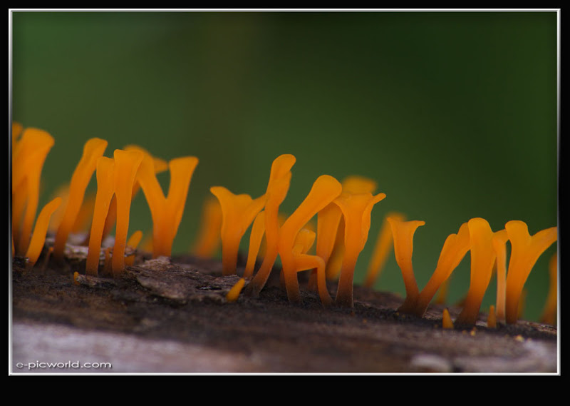 reddish fungi picture