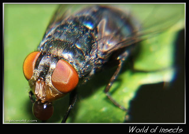 fly picture