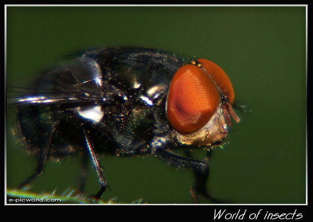 fly picture