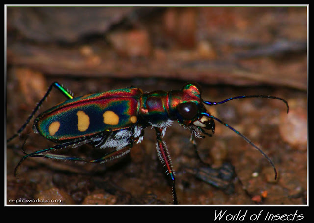 long horn tiger beetle picture