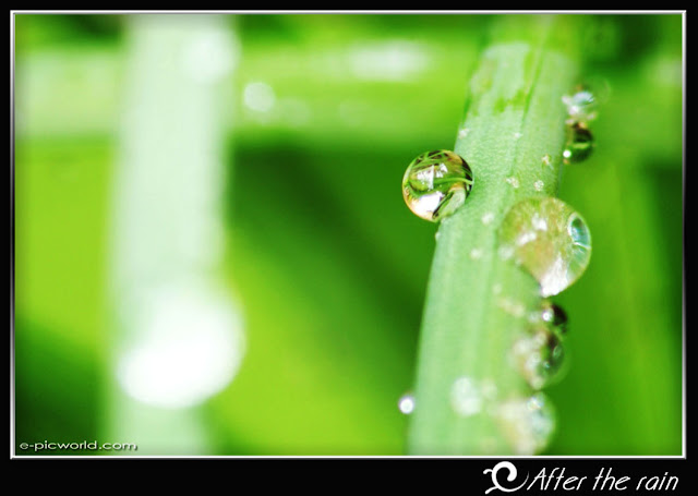 rain drops wallpaper picture