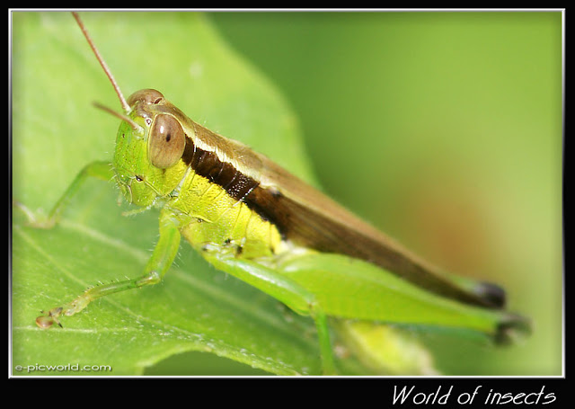 grasshopper picture