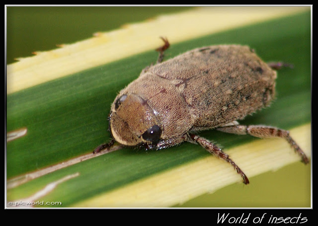 beetle picture