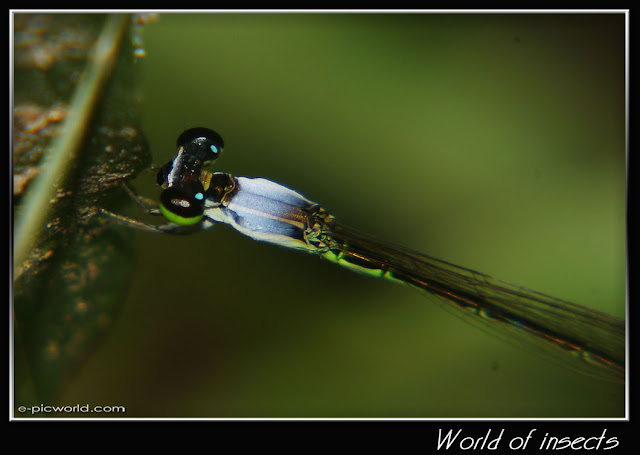 damselfly picture
