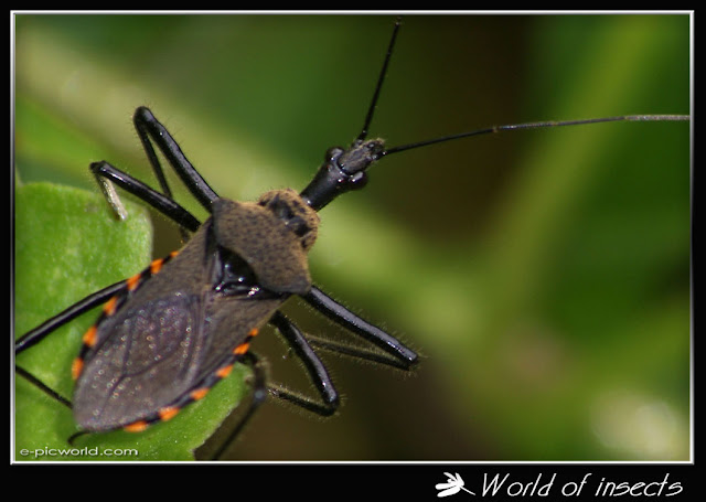shield bug picture
