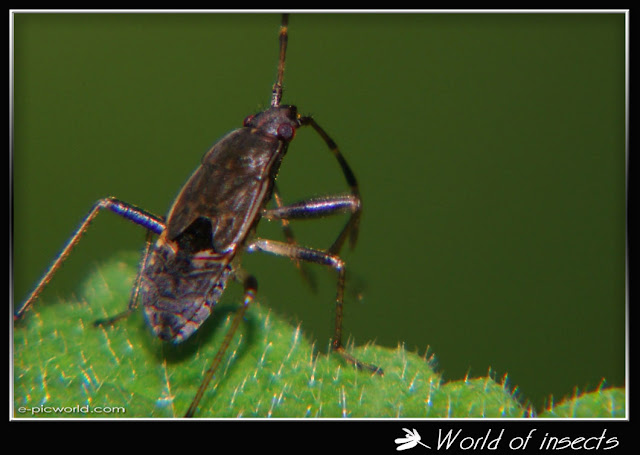 shield bug picture