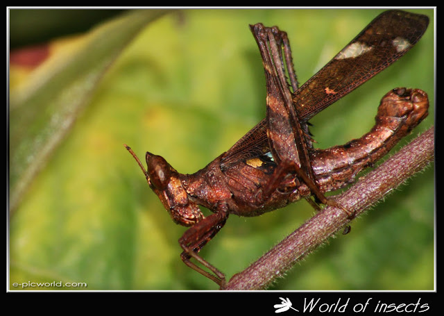 cricket picture