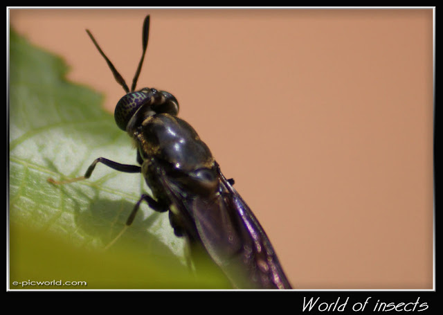 fly picture