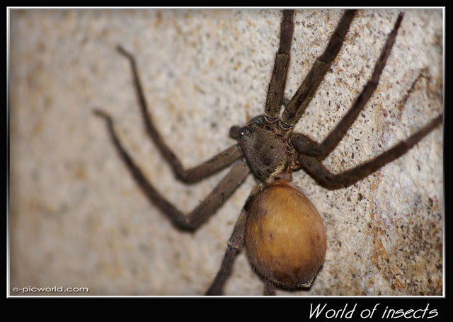 spider picture