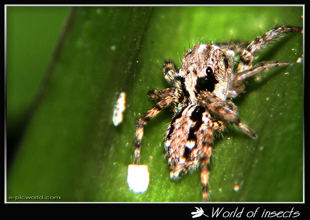 spider picture