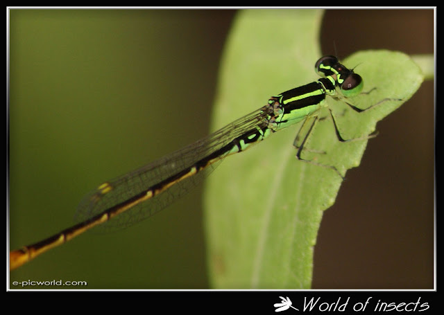 damselfly picture