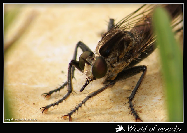fly picture
