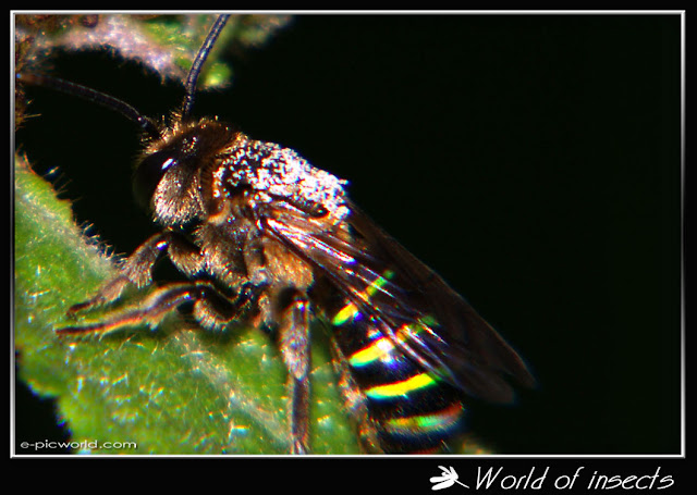 wasp picture