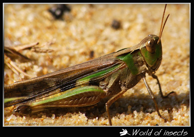 grasshopper picture