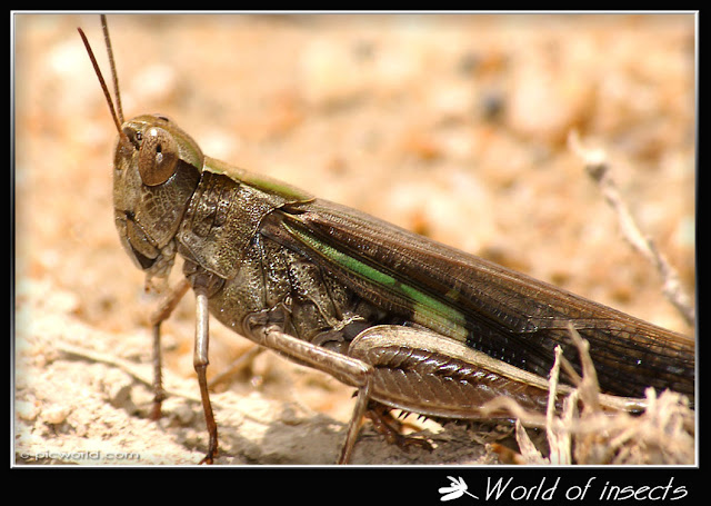 grasshopper picture