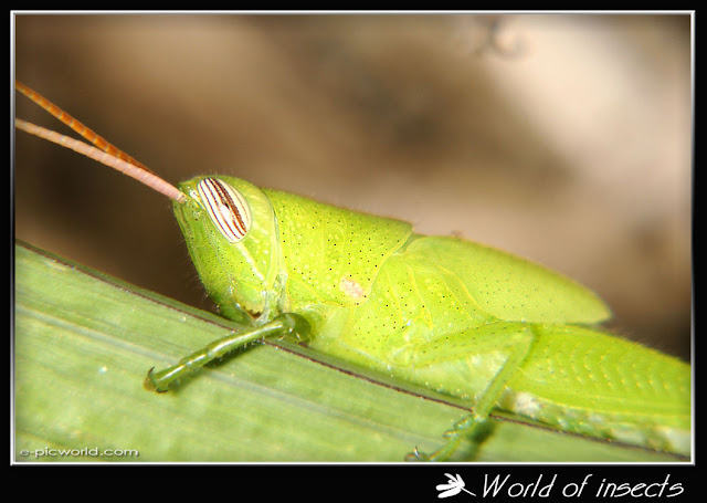grasshopper picture