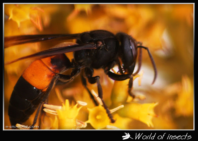 wasp picture