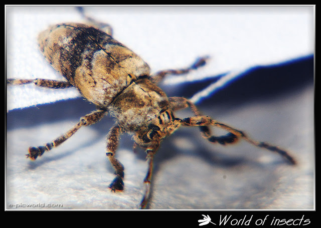 beetle picture