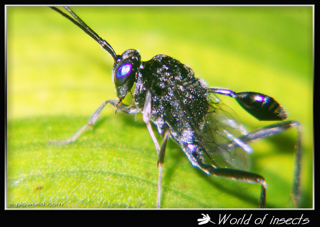 wasp picture