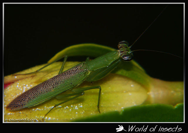 mantis picture