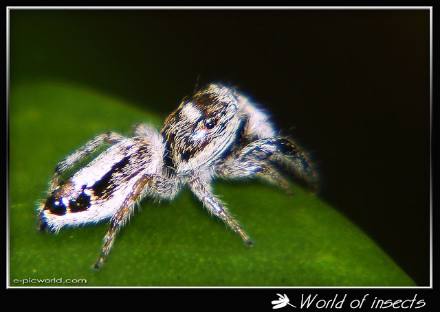 spider picture