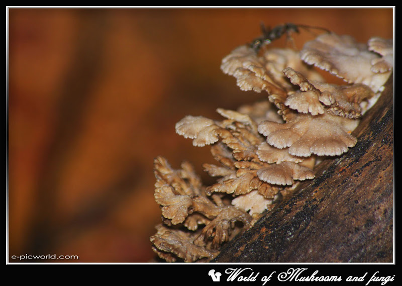 fungus picture