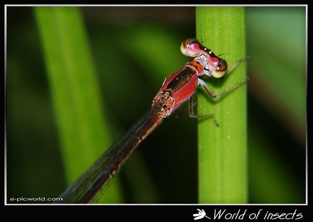 damselfly picture