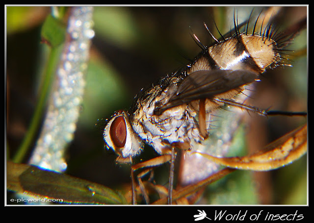 fly picture