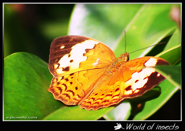 Butterfly picture