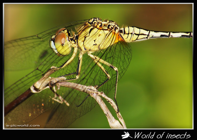 dragonfly picture
