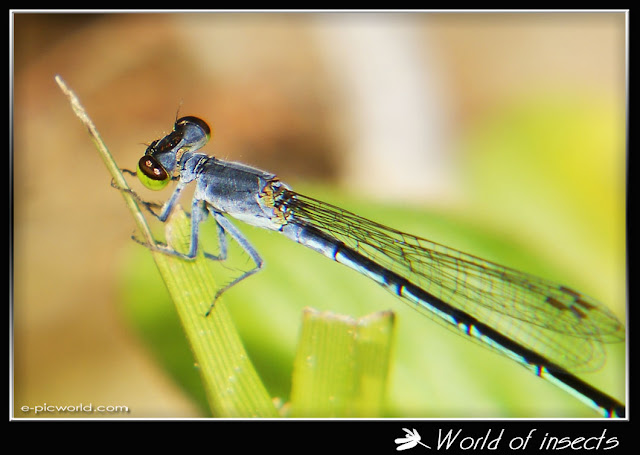 damselfly picture