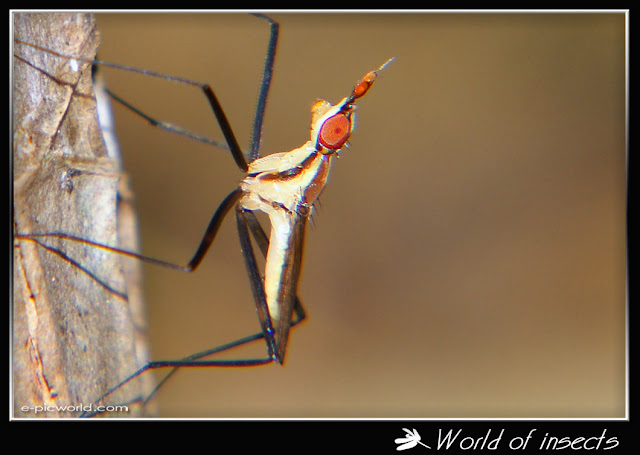 fly picture
