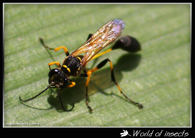 wasp photo