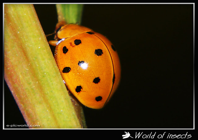 Beetle lady bug photo