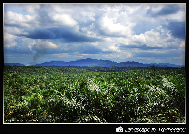 palm plantation picture