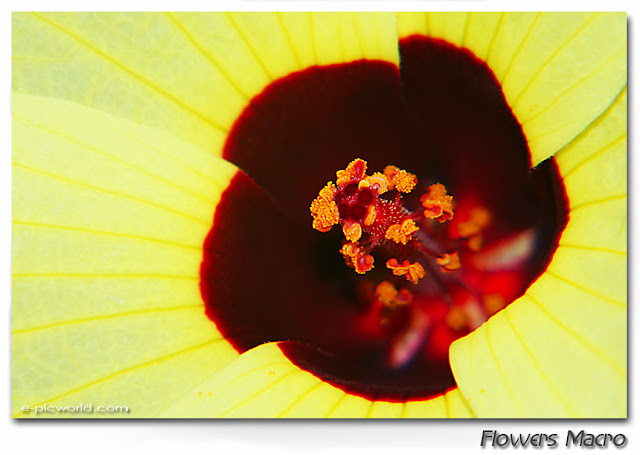 Flowers macro pictures