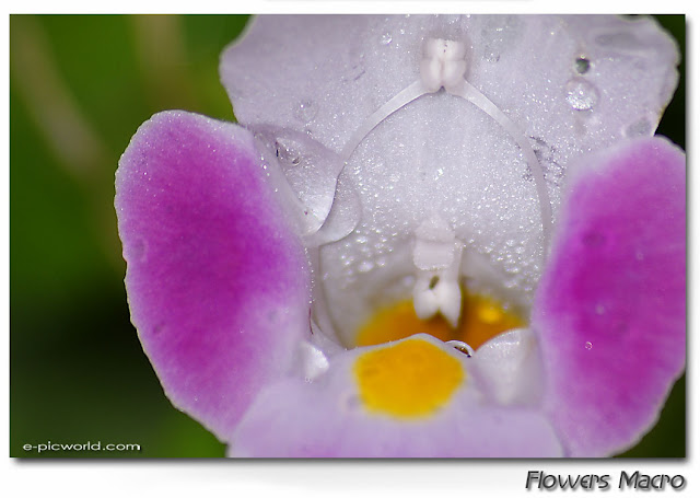 Flowers macro pictures