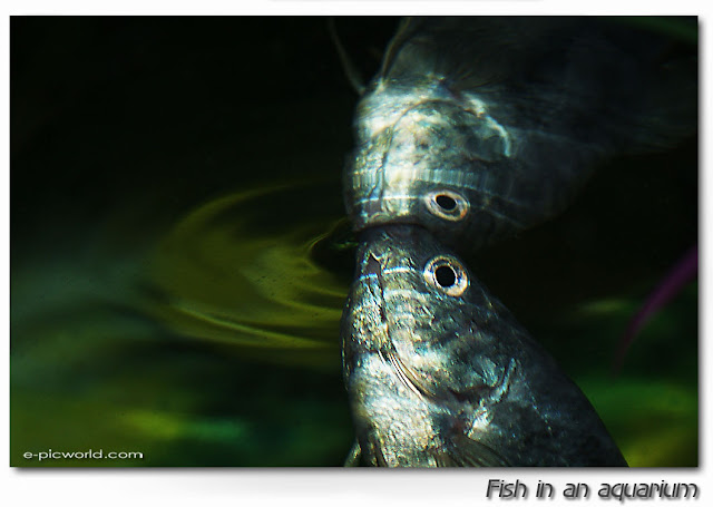 fish in an aquarium close up pictures