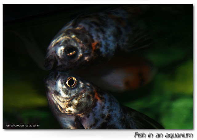 fish in an aquarium close up pictures