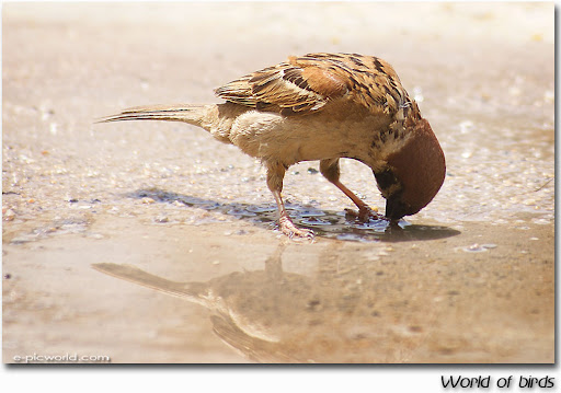 a bird picture