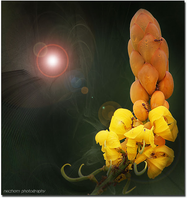 yellow red flower picture