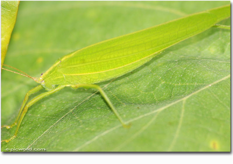 grasshopper picture