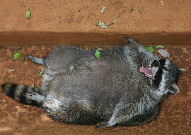 3343573_large.jpg